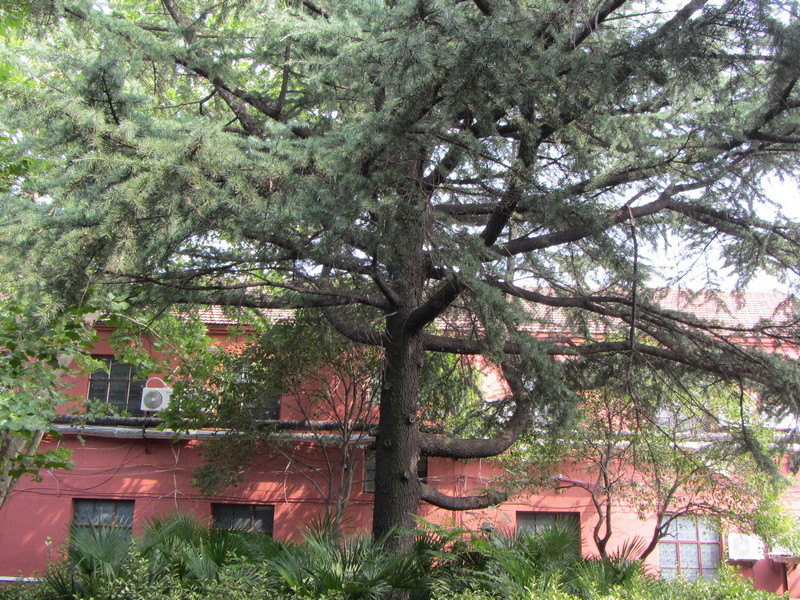 学校院内大松树